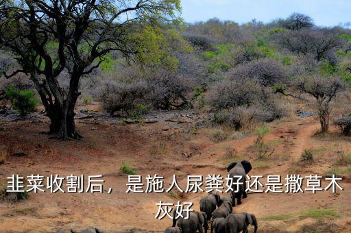 韭菜收割后，是施人尿糞好還是撒草木灰好