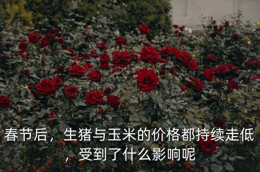 春節(jié)后，生豬與玉米的價格都持續(xù)走低，受到了什么影響呢