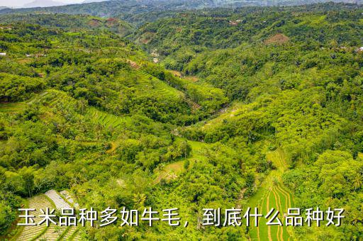 玉米品種多如牛毛，到底什么品種好