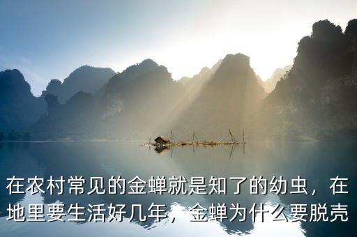 在農(nóng)村常見(jiàn)的金蟬就是知了的幼蟲(chóng)，在地里要生活好幾年，金蟬為什么要脫殼