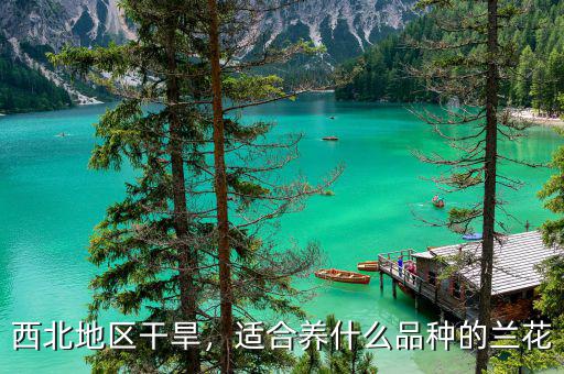 西北地區(qū)干旱，適合養(yǎng)什么品種的蘭花