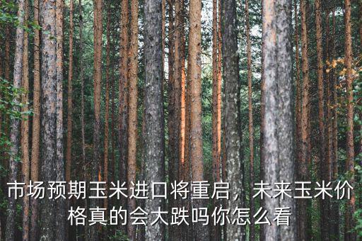 市場預(yù)期玉米進(jìn)口將重啟，未來玉米價格真的會大跌嗎你怎么看