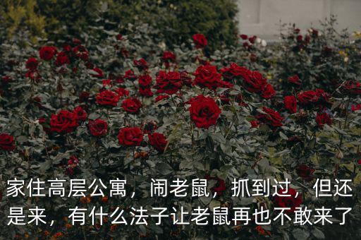 家住高層公寓，鬧老鼠，抓到過，但還是來，有什么法子讓老鼠再也不敢來了
