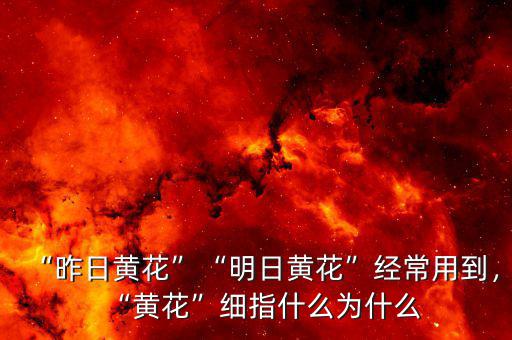 “昨日黃花”“明日黃花”經(jīng)常用到，“黃花”細(xì)指什么為什么