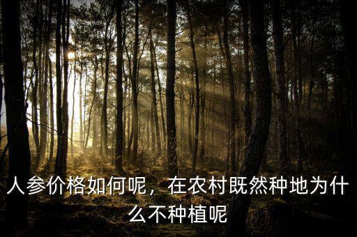 人參價格如何呢，在農(nóng)村既然種地為什么不種植呢