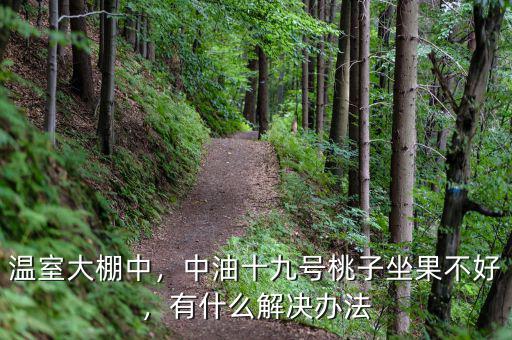 溫室大棚中，中油十九號(hào)桃子坐果不好，有什么解決辦法