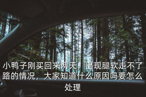 小鴨子剛買回來兩天，出現(xiàn)腿軟走不了路的情況，大家知道什么原因嗎要怎么處理