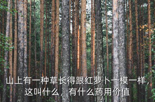 山上有一種草長(zhǎng)得跟紅蘿卜一模一樣，這叫什么，有什么藥用價(jià)值