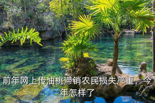 前年網(wǎng)上傳油桃滯銷農(nóng)民損失嚴(yán)重，今年怎樣了