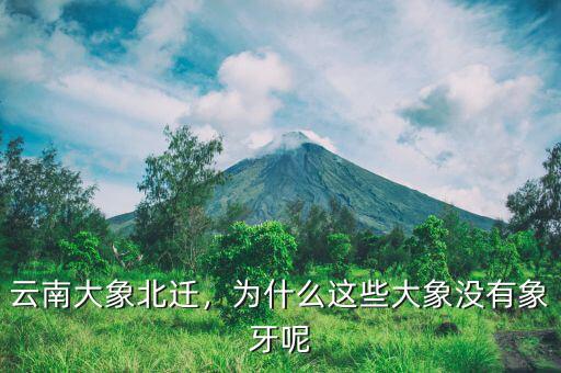云南大象北遷，為什么這些大象沒(méi)有象牙呢