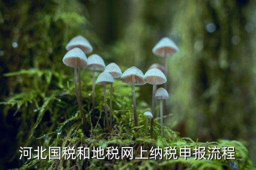 河北地稅初次報(bào)稅需要辦理什么，到地稅報(bào)稅需要提供什么資料