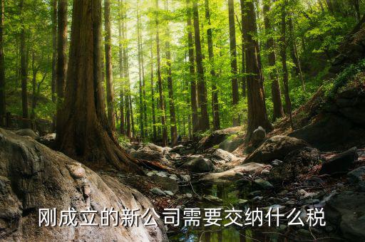 新成立的公司報什么稅，公司成立后需要交那些稅