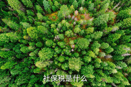 社會保險稅屬于什么稅，社保稅是什么稅