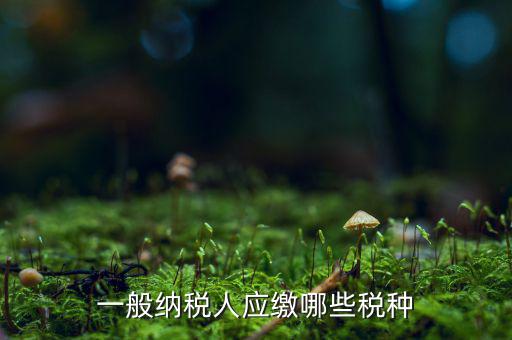 一般納稅人國稅申報(bào)什么稅種，在國稅申報(bào)的稅種有哪些稅率是多少