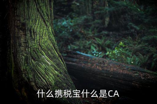 青島國(guó)稅ca證書(shū)是什么，什么攜稅寶什么是CA