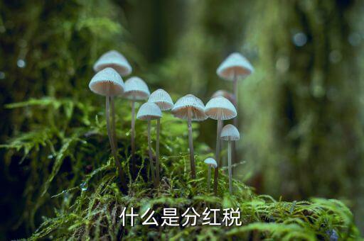 什么叫稅收紅利，什么是紅利稅企業(yè)交企業(yè)所得稅后分紅給個人還需要交個人所得稅不