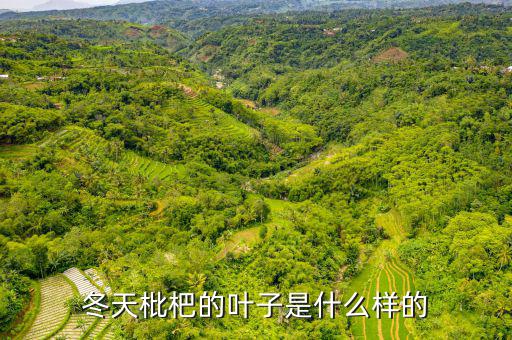 高位死叉是什么樣子的，起搏器是什么樣子的