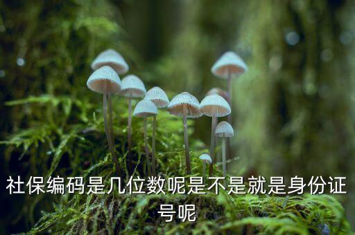 單位社保編碼14位是什么，什么是社保編號