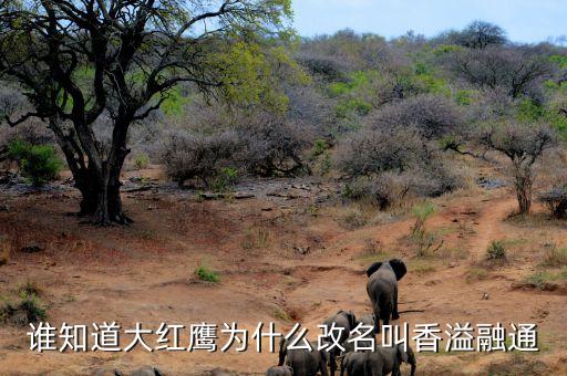 大紅鷹為什么改成香溢融通，新安江香煙 為什么要改名成大紅鷹啊