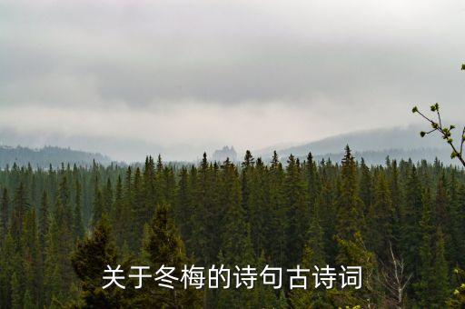 關(guān)于冬梅的詩(shī)句古詩(shī)詞